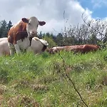 Appartement Rickies Aifersdorf