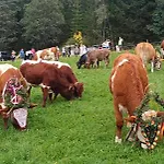 Appartement Rickies *