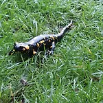 Appartement Rickies *