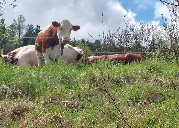 Lägenhet Rickies Aifersdorf